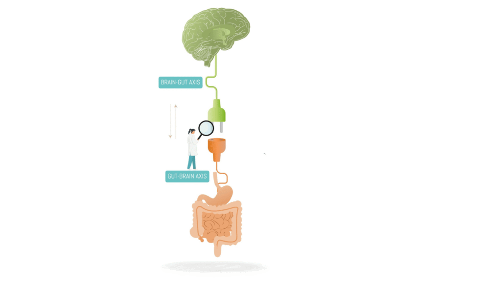 gut brain axis1